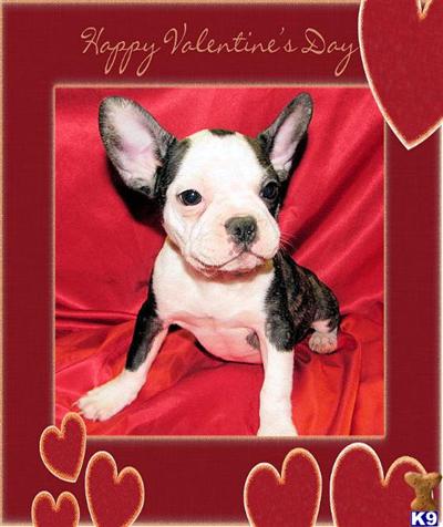 French Bulldog Puppies for Sale